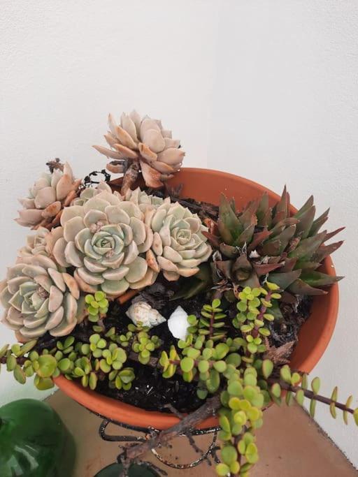 Torrão Casa Da Xica 빌라 외부 사진